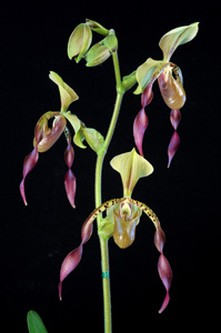Paphiopedilum Robinianum 'Orchid Lane' AM/AOS 83 pts. 2